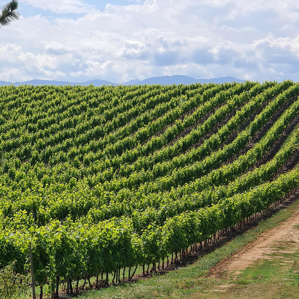 Comprendre le terroir… avant même de goûter le vin
